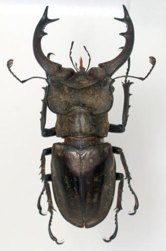Lucanus nangsarae