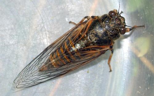 Réf. 57 519 : Cicadetta sp.