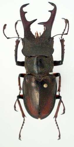 Réf. 57 671 : Lucanus nosei