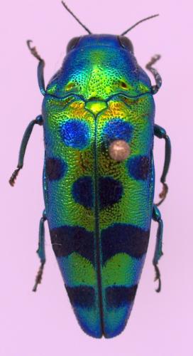 Obenbergerula paradoxa