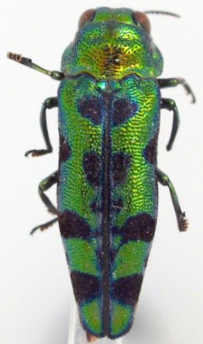 Réf. 57 924 : Sibuyanella bakeri