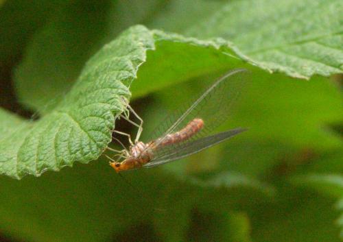 Réf. 57 082 : Nothochrysa capitata