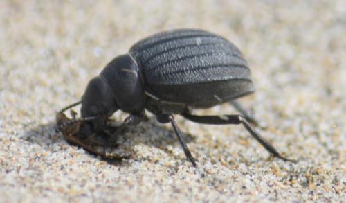 Réf. 57 988 : Pimelia muricata