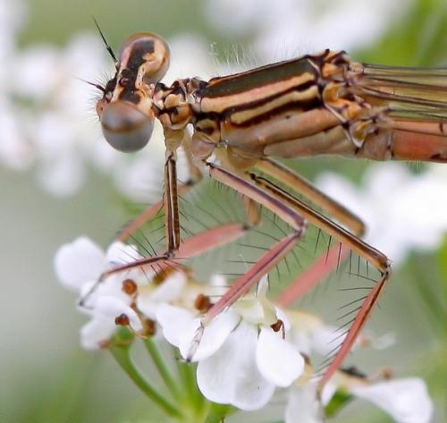 Platycnemis pennipes