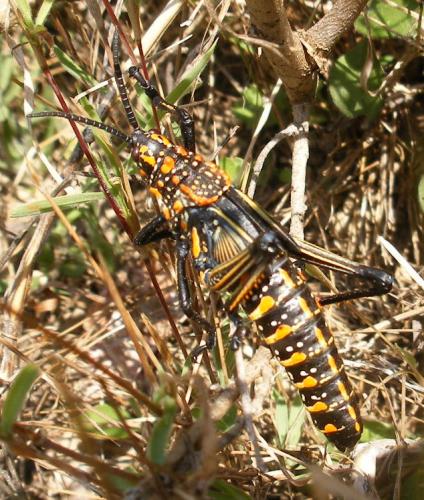 Phymateus sp.