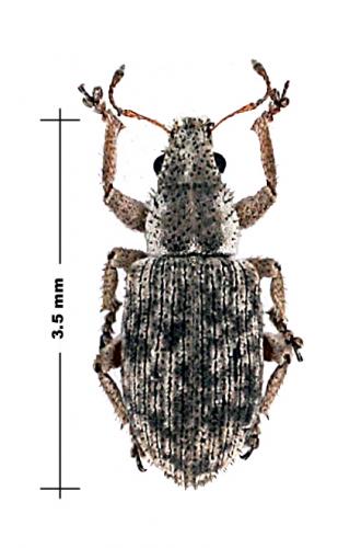 Polydrusus setifrons
