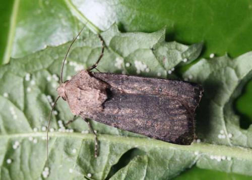 Réf. 57 787 : Agrotis segetum