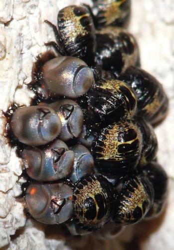 Rhaphigaster nebulosa