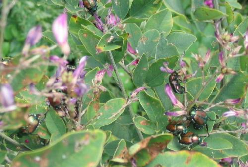Popillia japonica