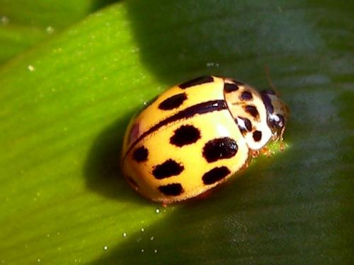Réf. 57 253 : Propylea quatuordecimpunctata