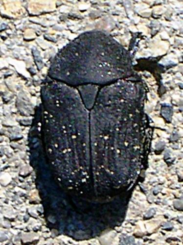 Réf. 57 450 : Netocia morio