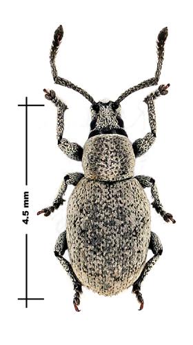 Pseudomeira flavipennis