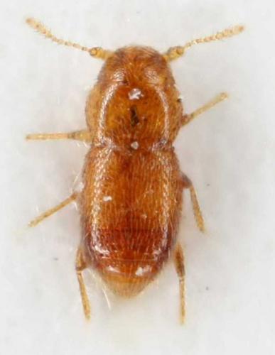 Ptinella sp.