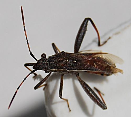 Réf. 57 597 : Camptopus lateralis