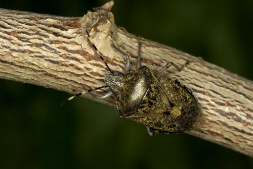 Rhaphigaster nebulosa