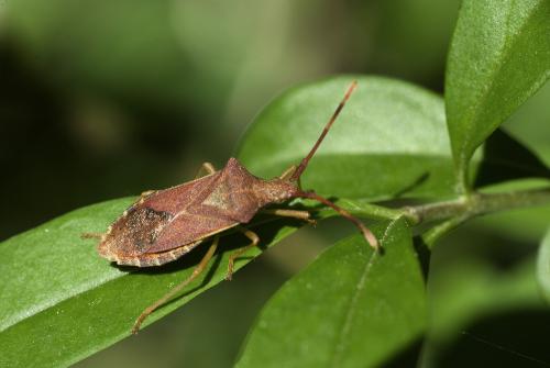 Gonocerus acuteangulatus