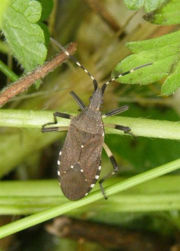 Réf. 57 755 : Dicranocephalus agilis