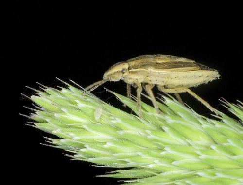 Aelia acuminata