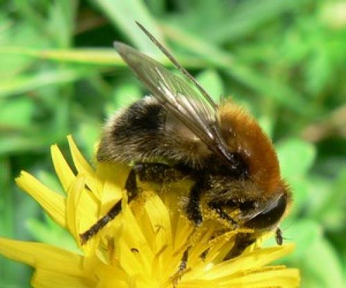 Merodon equestris