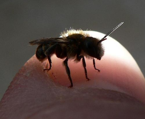 Osmia sp.