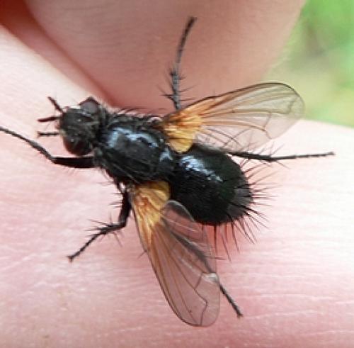 Zophomyia temula