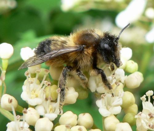 Megachile sp.