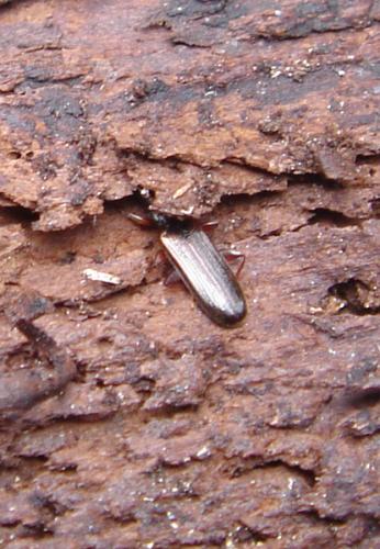 Dendrophagus crenatus
