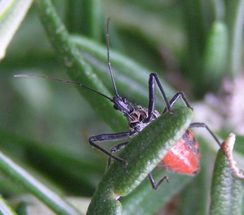 Réf. 57 719 : Sphedanolestes sanguineus