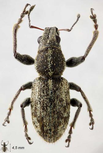 Andrion regensteinense
