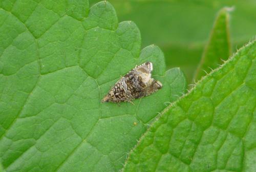 Celypha lacunana