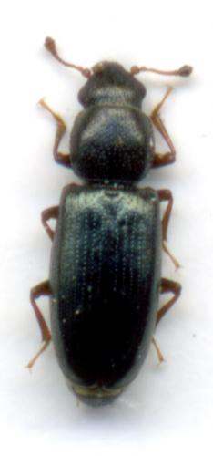 Rhizophagus aeneus