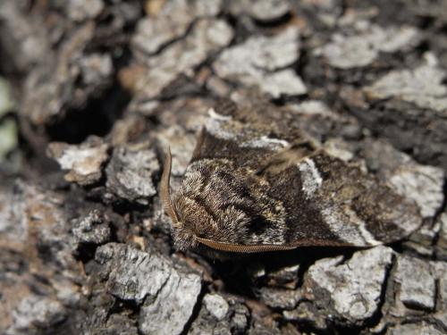 Drymonia dodonaea