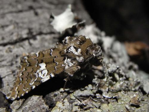 Réf. 57 120 : Hadena albimacula