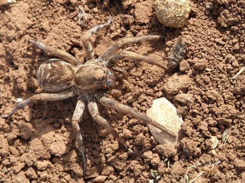 Lycosa tarantula
