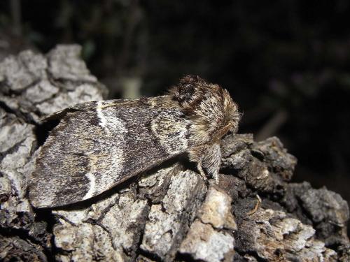 Drymonia dodonaea