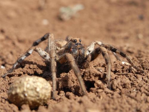 Lycosa tarantula