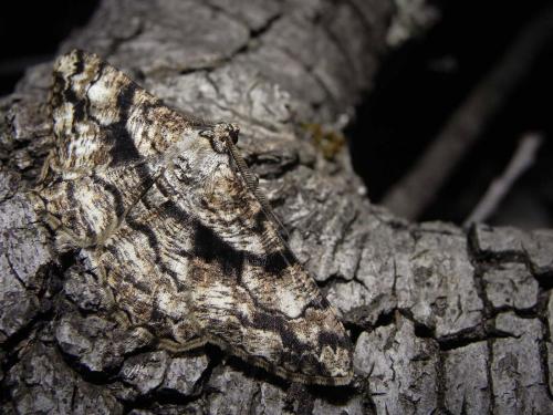 Réf. 57 117 : Peribatodes umbraria