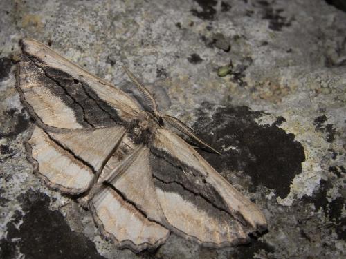 Menophra nycthemeraria