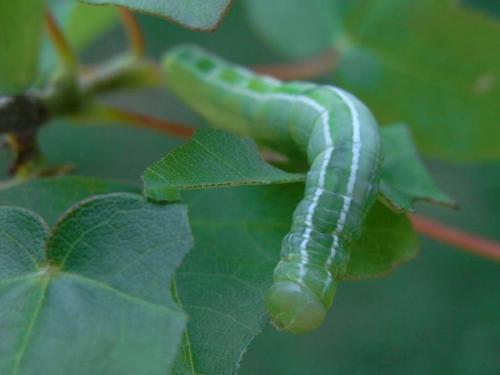 Ptilophora plumigera