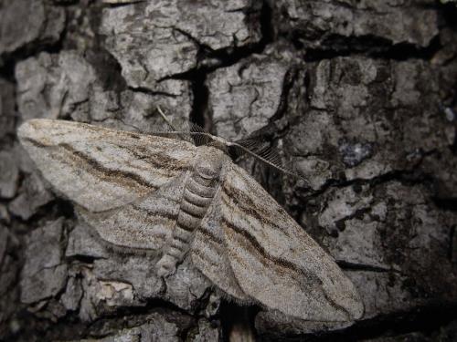 Réf. 57 118 : Ecleora solieraria