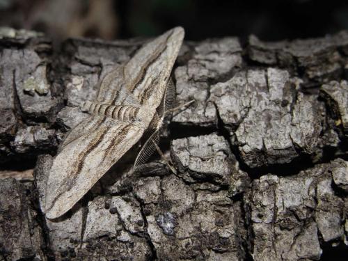 Ecleora solieraria