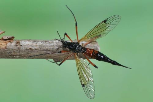 Tanyptera nigricornis