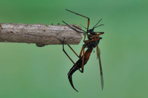 Tanyptera nigricornis