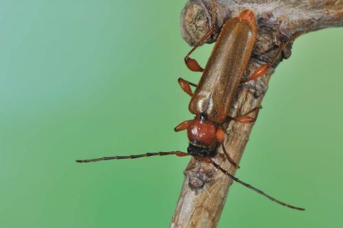 Réf. 57 057 : Phymatodes testaceus