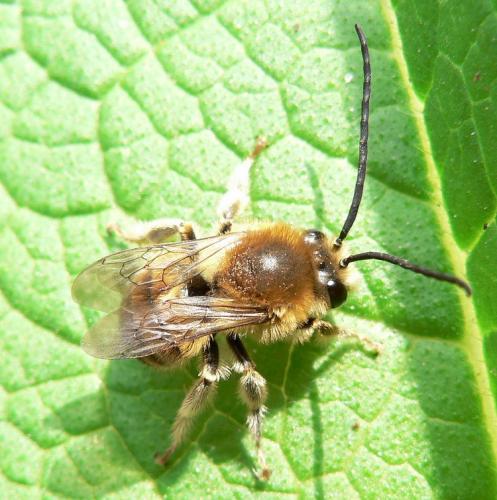 Eucera sp.
