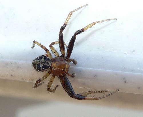 Xysticus sp.