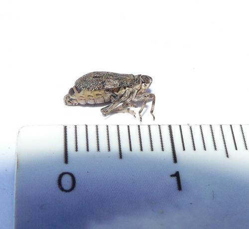 Issus coleoptratus