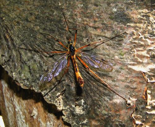 Ctenophora pectinicornis