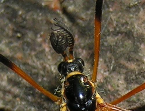 Ctenophora pectinicornis