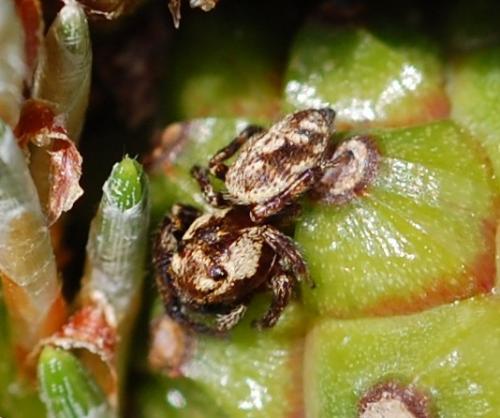 Macaroeris nidicolens